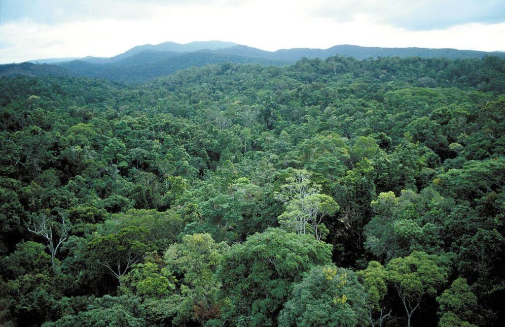 trees in a tropical forest with mountains in background