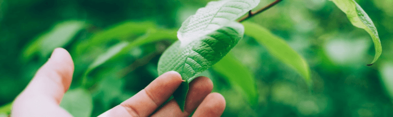 The Use of AI in Nature-Based Carbon Projects 