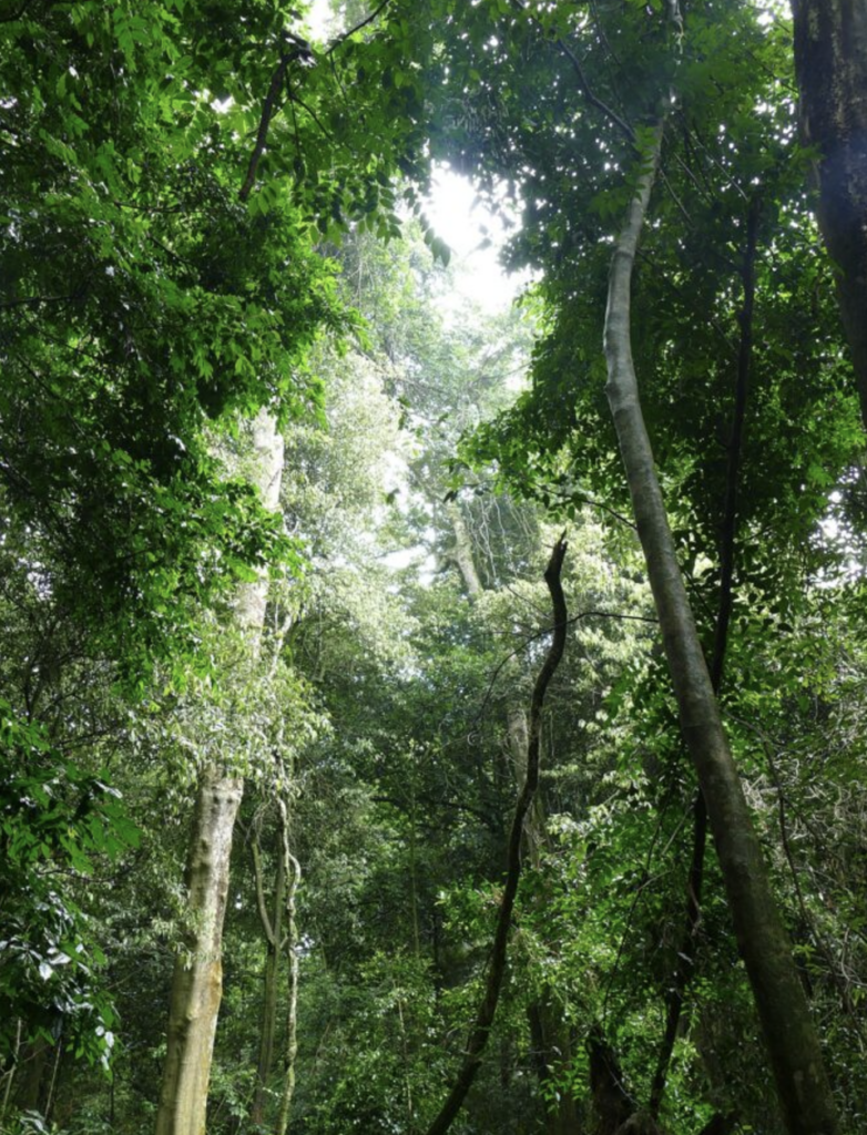 Intrinsic Value or Market Value? A Perspective from the Forest 